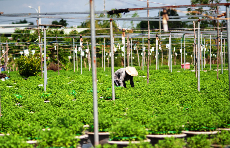 Không quản nắng mưa thất thường, nông dân vùng hoa Dương Sơn chăm chỉ vun vén, giám sát từng chậu hoa, đáp ứng nhu cầu hoa Tết của người dân.