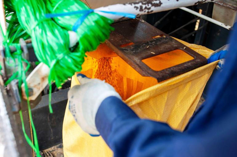 Lúa năm nay được đánh giá đều, no hạt.