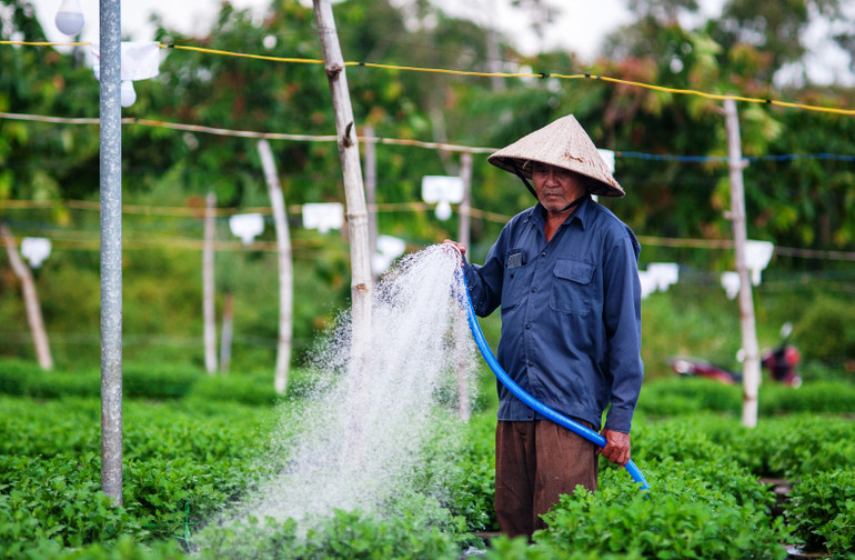 Hơn 2 tháng nữa là Tết, nên nông dân Tổ hợp tác hoa Dương Sơn nhanh chóng tập trung bón phân, tưới nước để cây phát triển khỏe mạnh. Ông Thành Quân (trú xã Hòa Châu, huyện Hòa Vang) cho biết: “Thời gian từ khi xuống giống đến khi xuất ra thị trường là khoảng hơn 5 tháng, nếu tính cả thời gian lấy giống và các công đoạn chuẩn bị thì phải lâu hơn”.