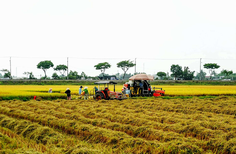 Không khí tất bật mùa gặt trên các cánh đồng lúa Hòa Vang, Đà Nẵng.