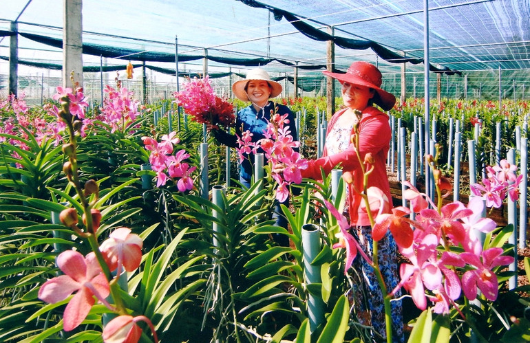 Mô hình sản xuất nông nghiệp hiện đại, hiệu quả cao. Mô hình sản xuất nông nghiệp hiện đại, hiệu quả cao.