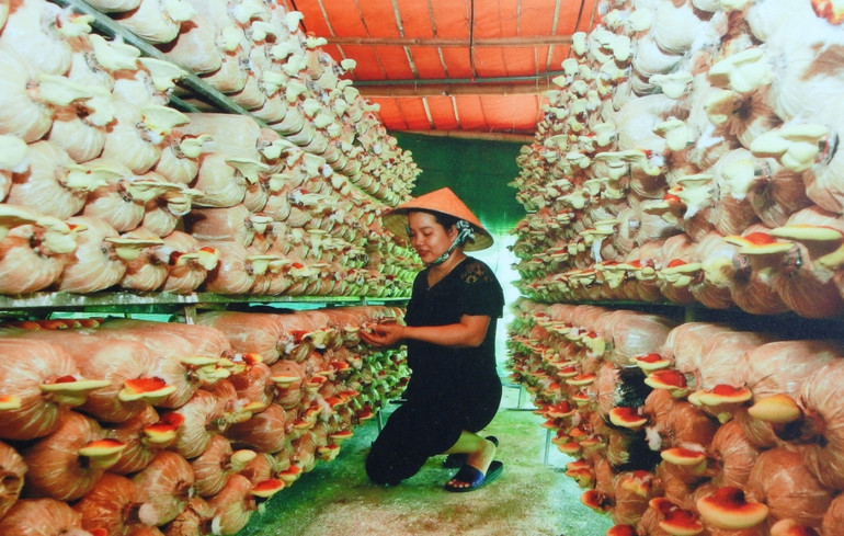 Mô hình trồng nấm linh chi theo phương pháp hiện đại, kỹ thuật cao Mô hình trồng nấm linh chi theo phương pháp hiện đại, kỹ thuật cao