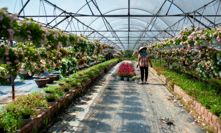 Bên cạnh hoa cúc, làng hoa Dương Sơn còn cung cấp cho thị trường các loại hoa treo như: dạ yến thảo, cỏ dừa... Nhờ được trồng trong nhà màng, vườn hoa treo được phát triển và sinh trưởng tốt, hạn chế ảnh hưởng của mùa mưa.