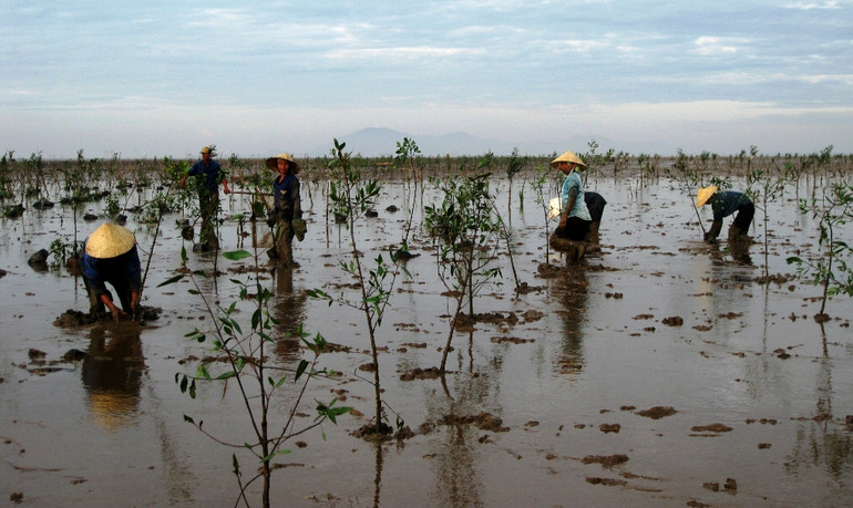 Trồng rừng phòng hộ ngập mặn để bảo vệ đê biển và các xã ven biển huyện Hậu Lộc, tỉnh Thanh Hóa.