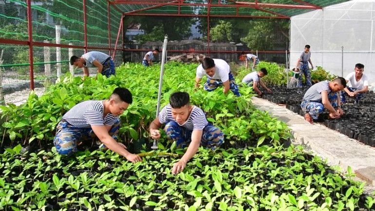 Vườm ươm cây trên đảo Sơn Ca.