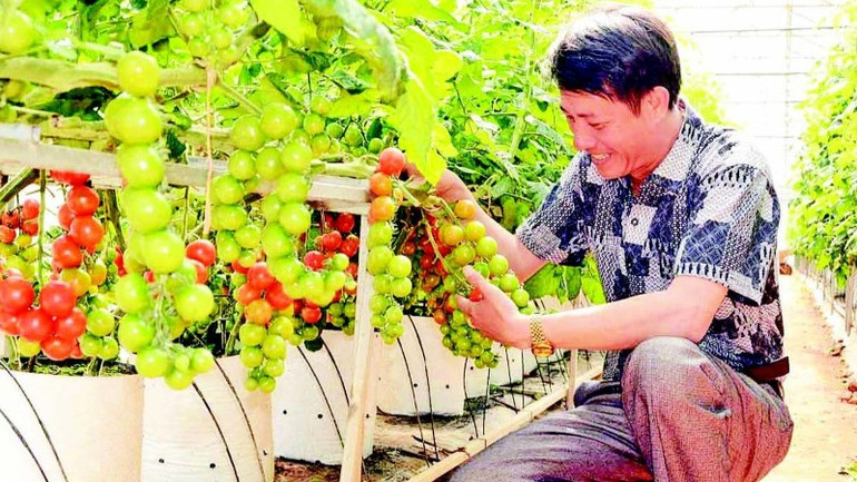 Sản xuất nông nghiệp công nghệ cao tại thành phố Đà Lạt, tỉnh Lâm Đồng. Sản xuất nông nghiệp công nghệ cao tại thành phố Đà Lạt, tỉnh Lâm Đồng.