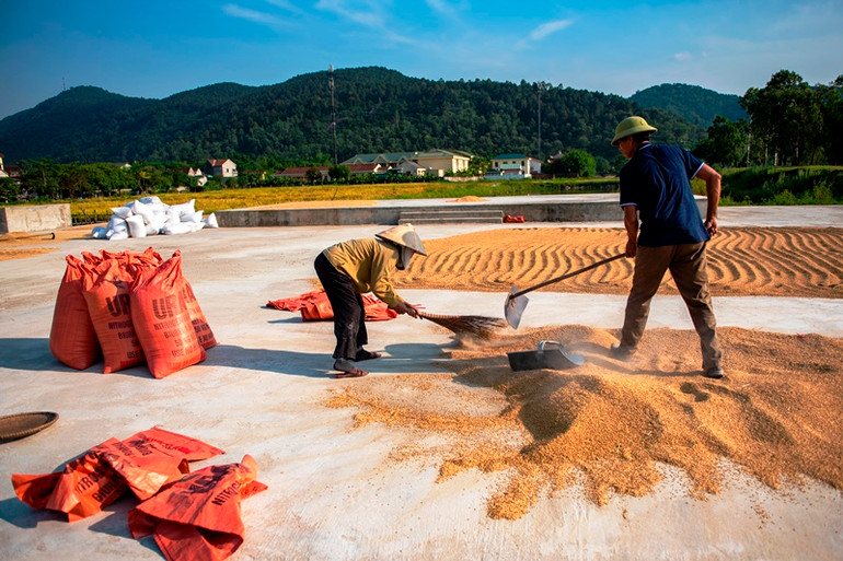 [Ảnh] Mùa vàng ở vùng "chảo lửa, túi mưa" ảnh 5