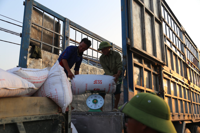 Lúa được mùa, được giá và được thương lái mua tại chân ruộng.