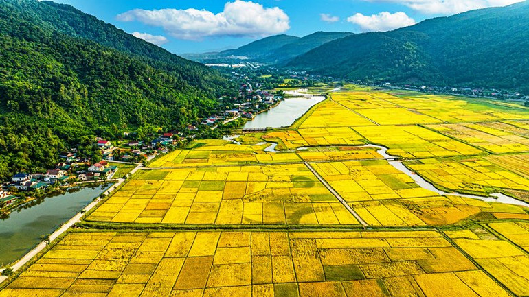 Sắc vàng trở thành gam màu chủ đạo trên đường vô xứ Nghệ quanh quanh.