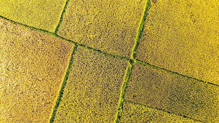 Vụ lúa xuân năm 2023 ở Hà Tĩnh được đánh giá đạt kỷ lục về năng suất từ trước đến nay.