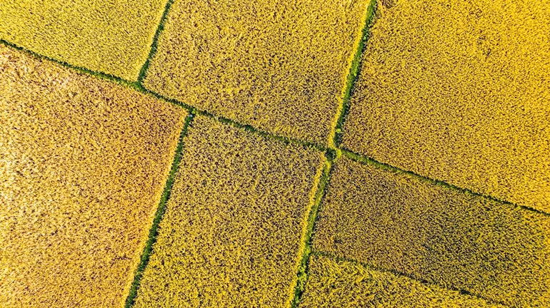 Vụ lúa xuân năm 2023 ở Hà Tĩnh được đánh giá đạt kỷ lục về năng suất từ trước đến nay.