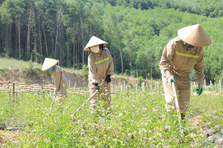 Quỳ Hợp đạt mục tiêu sớm trở thành trung tâm dược liệu của tỉnh Nghệ An.