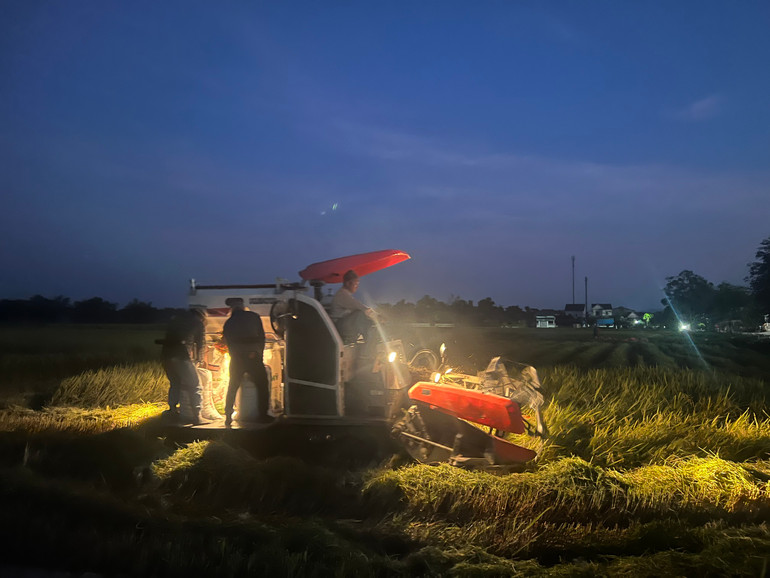 Bà con tranh thủ gặt đêm tránh nắng nóng gay gắt.