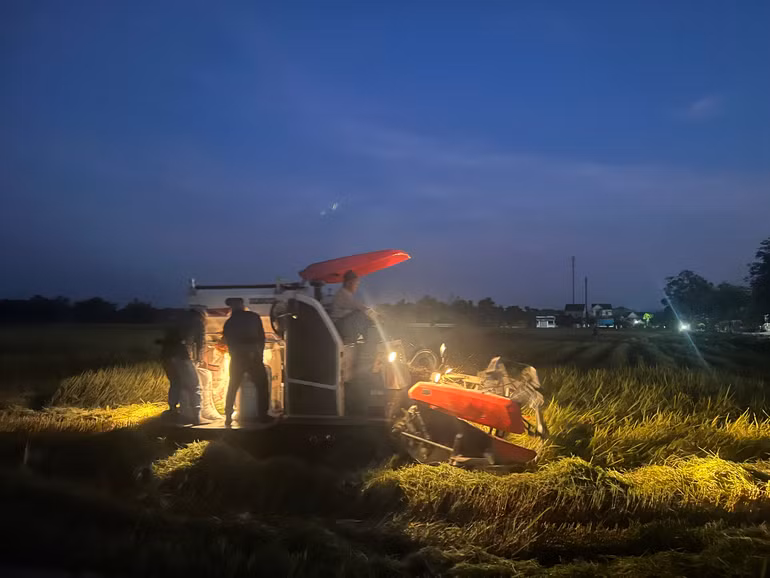 Bà con tranh thủ gặt đêm tránh nắng nóng gay gắt.