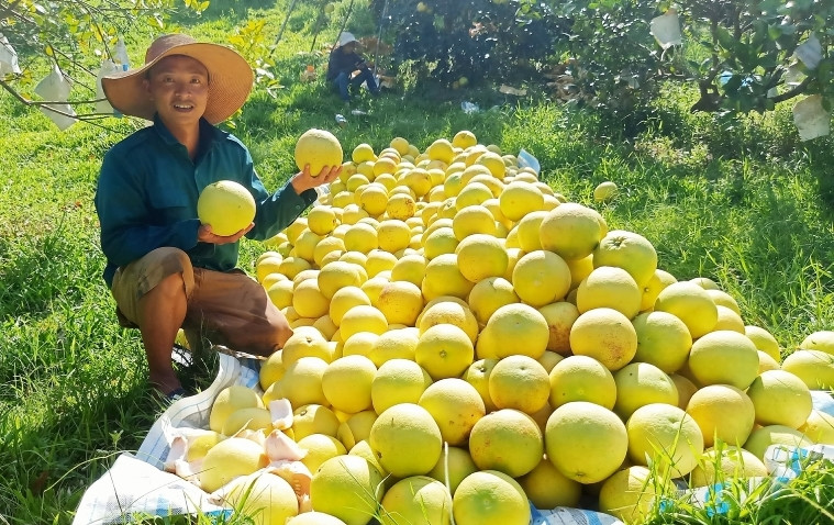 Bưởi Phúc Trạch được các thương lái đến mua tận vườn. (Ảnh: Chiến Hà)