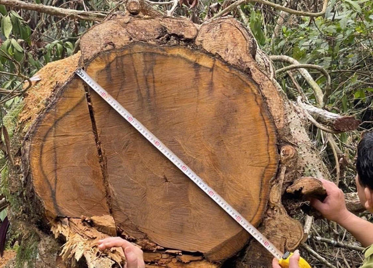 Cây gỗ quý có đường kính hơn 60cm bị các đối tượng đốn hạ.