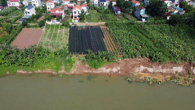 Sạt lở chỉ còn cách đê bối và nhà dân vài chục mét.