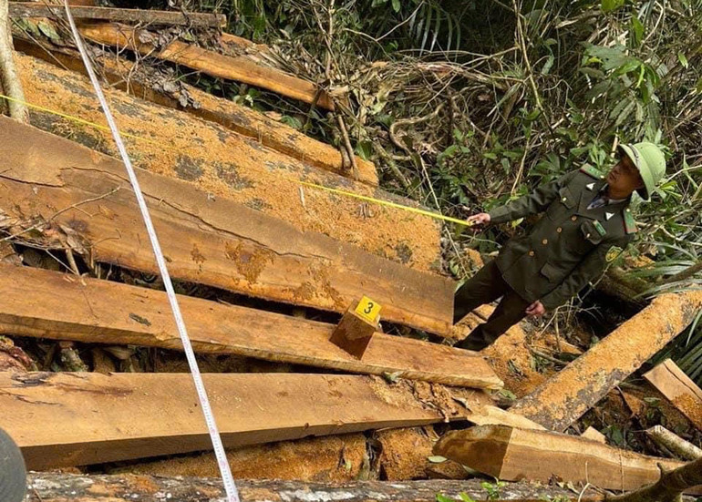 Số lượng gỗ bị các đối tượng đốn hạ và xẻ thành từng mảnh.