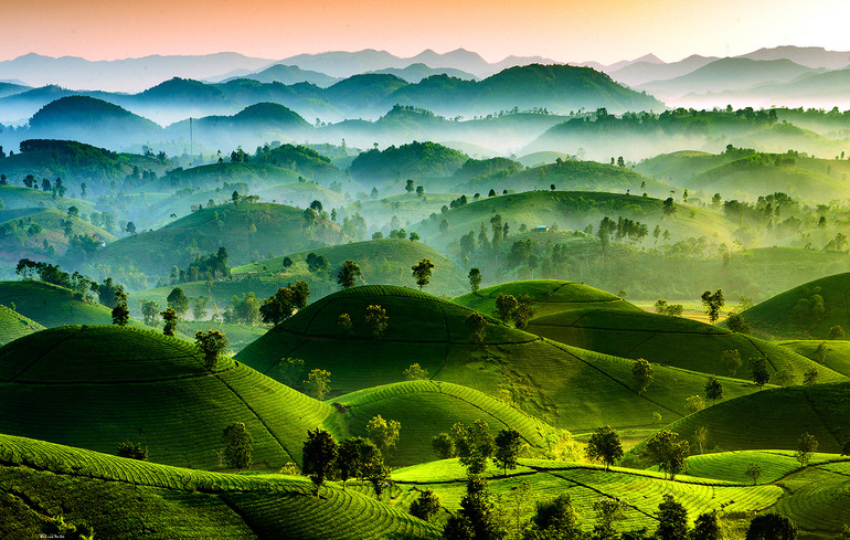 Đồi chè Long Cốc, huyện Tân Sơn là điểm đến không thể bỏ qua của du khách khi về đất Tổ.