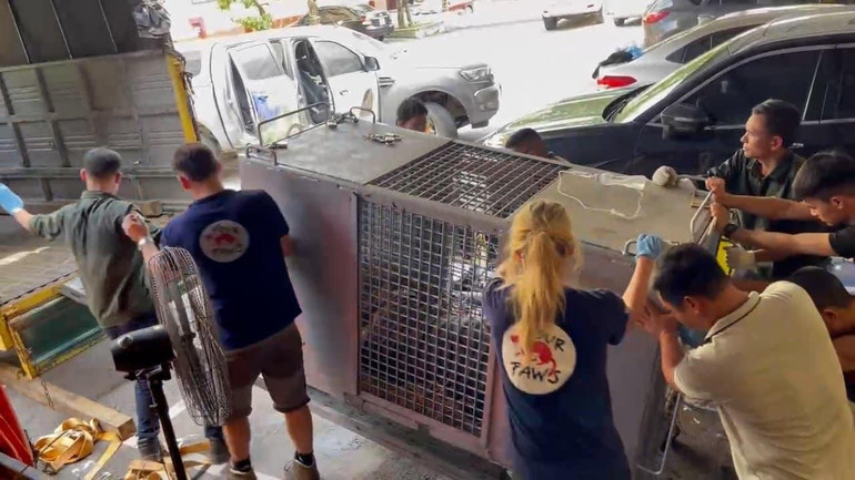 Bàn giao cá thể hổ cho khu sinh thái Mường Thanh Safari Land Nghệ An nuôi dưỡng.