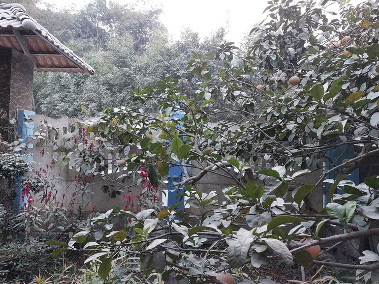 Một lớp bụi bám trên cây cối của người dân sinh sống gần mỏ đá Mèo Gù.