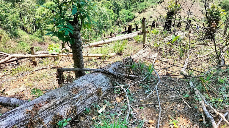 Diện tích rừng tự nhiên bị các đối tượng hủy hoại.