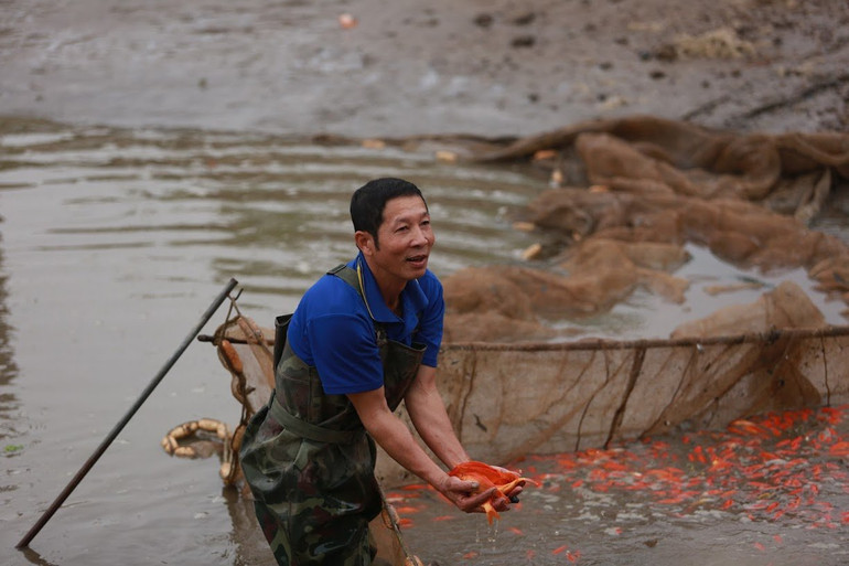 Ông Nguyễn Huy Luận xã Tuy Lộc vui mừng vì năm nay cá chép đỏ được mùa, được giá.