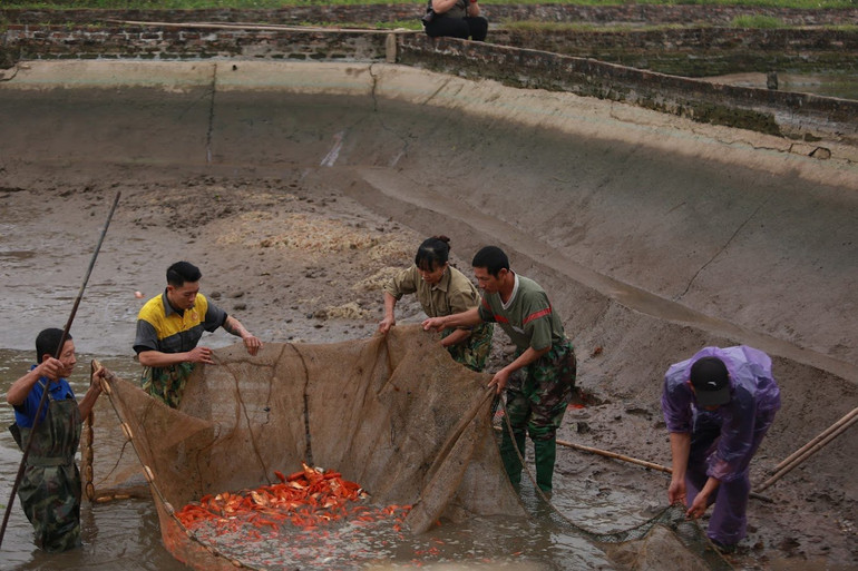 Các hộ dân rút nước ao để thu hoạch cá chép.