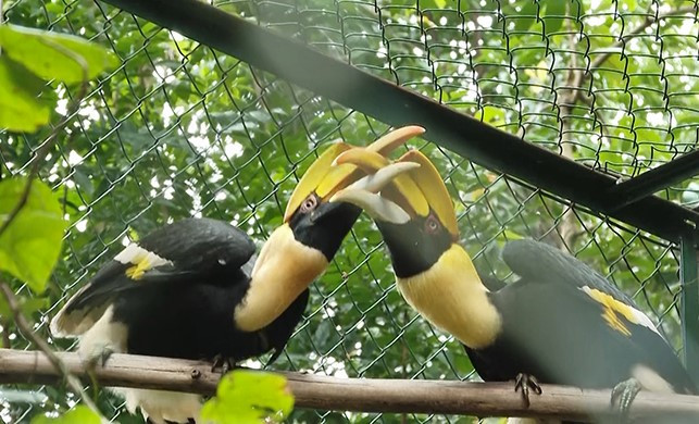 Hai cá thể chim hồng hoàng.