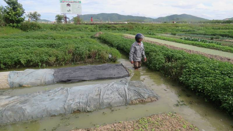 Nước từ kênh tràn xuống làm ngập ruộng trồng hoa màu của bà con thôn Thanh Tân, xã Quảng Hòa.