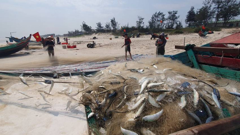 Chỉ vài giờ ra khơi, lưới của ngư dân ở xã Hải Ninh, huyện Quảng Ninh đầy cá trích. (Ảnh: Hương Giang)