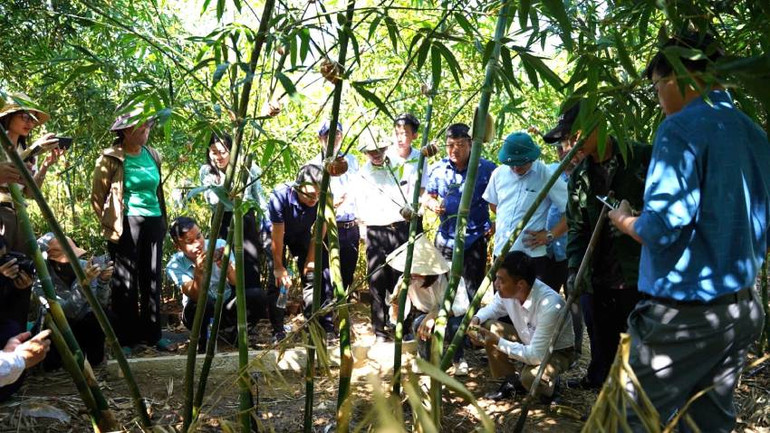 Các đại biểu đến tham quan mô hình trồng tre lục trúc lấy măng ở xã Hòa Trạch, huyện Bố Trạch, tỉnh Quảng Bình.