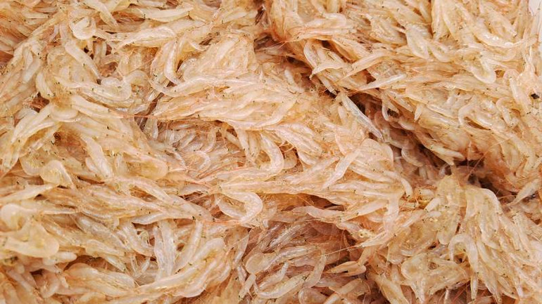 Ruốc là thực phẩm tươi ngon mang đặc trưng của người dân vùng biển miền trung.