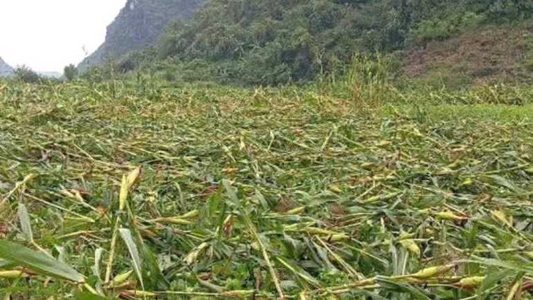 Nhiều diện tích ngô bị gãy đổ gây thiệt hại cho sản xuất.