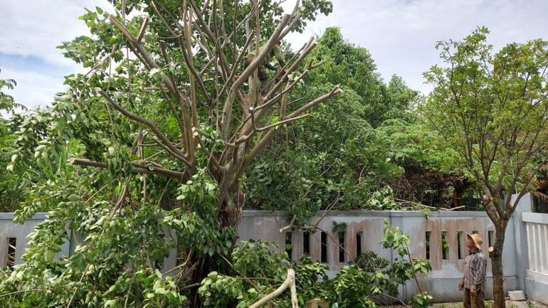 Văn phòng đại diện Báo Nhân Dân tại Quảng Bình chủ động chặt tỉa cây xanh để tránh bị thiệt hại khi gió bão xảy ra.