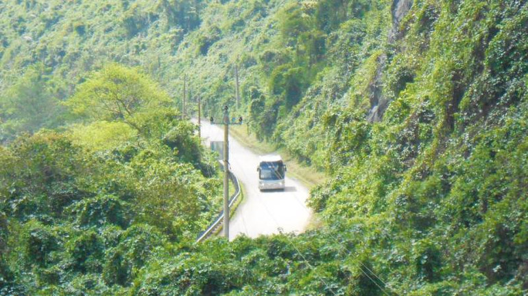 Trong Vườn quốc gia Phong Nha-Kẻ Bàng, cây Bìm bôi hoa vàng phát triển nhanh, có nguy cơ xâm hại nghiêm trọng lên thảm thực vật.