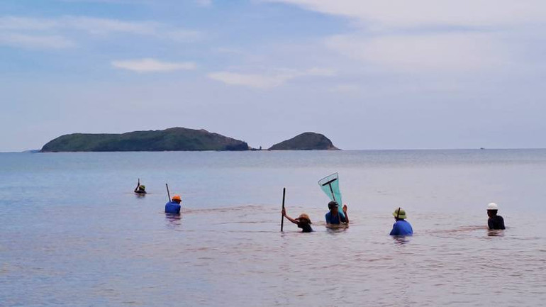 Sáng sớm, vùng biển từ Quảng Phú ra Quảng Đông nhộn nhịp người đi cào ruốc.