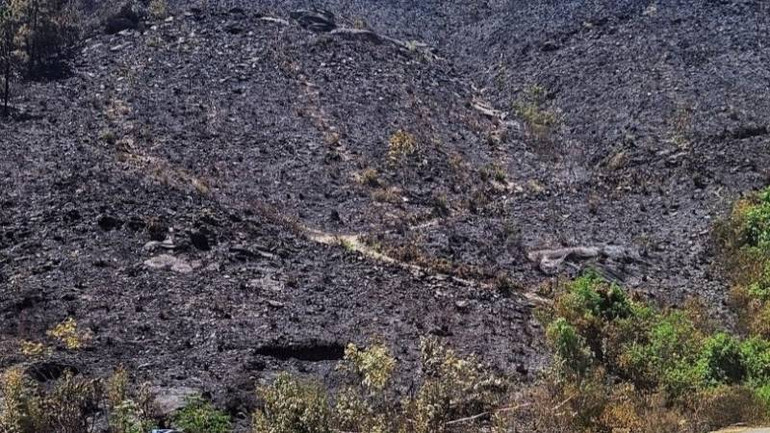 Nhiều diện tích rừng trồng bị cháy trơ gốc.