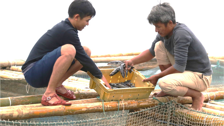 Cá bớp giống giá khá cao, vừa mới thả được một thời gian thì chết gây thiệt hại cho người nuôi.