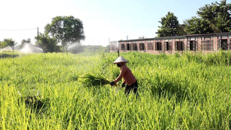 Trồng cỏ làm thức ăn cho bò, cá thực hiện mô hình chăn nuôi theo hướng kinh tế tuần hoàn ở xã Võ Ninh, huyện Quảng Ninh, tỉnh Quảng Bình.