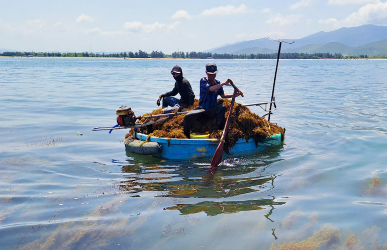 Ngư dân chạy thuyền thúng ra vùng biển gần bờ khai thác rong mơ.
