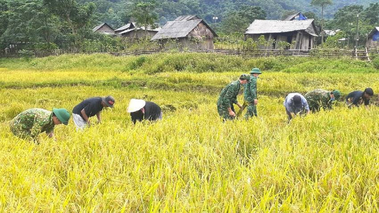 Bộ đội Biên phòng Quảng Bình giúp người dân biên giới Dân Hóa, huyện Minh Hóa thu hoạch lúa nước. Bộ đội Biên phòng Quảng Bình giúp người dân biên giới Dân Hóa, huyện Minh Hóa thu hoạch lúa nước.