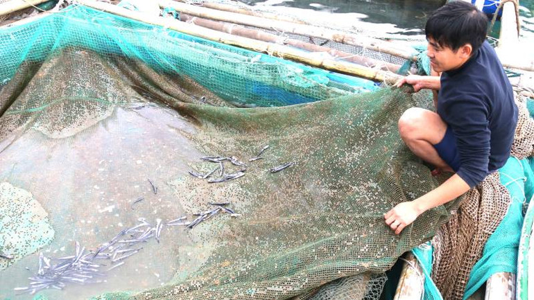 Không chỉ thiệt hại về kinh tế trước mắt mà người dân lo lắng về chất lượng nguồn nước biển ở Vũng Chùa-Đảo Yến ô nhiễm sẽ ảnh hưởng tới sự phát triển bền vững của nghề nuôi thủy sản trên biển.