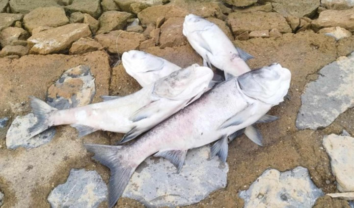 Nhiều con cá có trọng lượng đến vài kg chết chưa rõ nguyên nhân trên hồ Rào Đá.