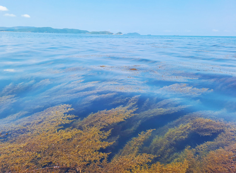 Rong mơ mùa này thân mềm, nằm cách mặt nước 0,2 đến 2m.