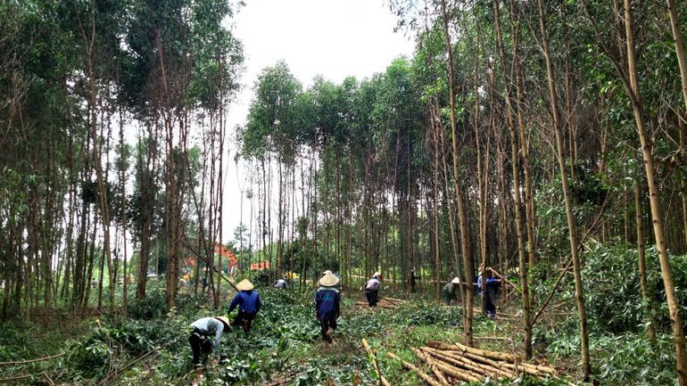 Nhân công do Ban Cưỡng chế thu hồi đất huyện Lệ Thủy huy động để thu hoạch nhanh diện tích rừng trồng của bà Nguyệt để giải phóng mặt bằng cho dự án cao tốc.