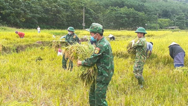 Bộ đội biên phòng Quảng Bình giúp đồng bào dân tộc thiểu số thu hoạch lúa nước.