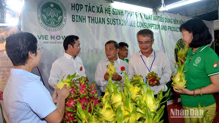 Thanh long là sản phẩm chủ lực, đặc trưng của tỉnh Bình Thuận được trưng bày giới thiệu tại Hội chợ. (Ảnh: Đình Châu)