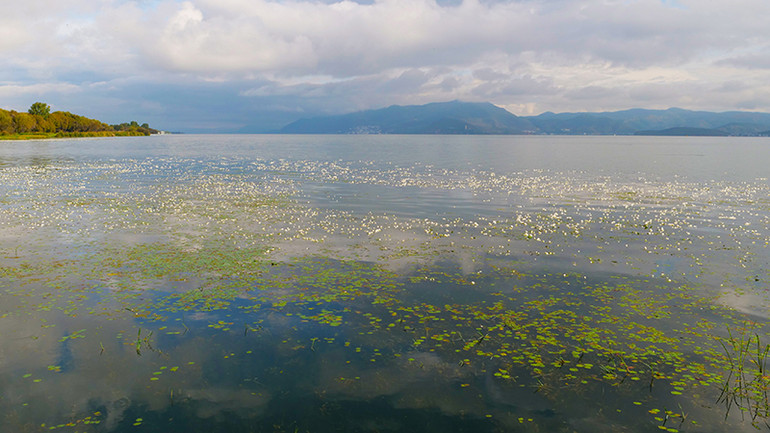 Hoa Ottelia chỉ nở khi nước hồ đạt đến độ sạch nhất định. Hoa Ottelia chỉ nở khi nước hồ đạt đến độ sạch nhất định.