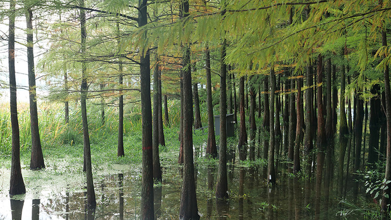 Rừng cây thủy sam ở vùng đất ngập nước ven hồ. Rừng cây thủy sam ở vùng đất ngập nước ven hồ.